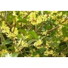 求購叢生桂花3.5米冠
