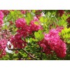 求購10公分香花槐