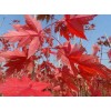 求購(gòu)以下苗木美國(guó)紅楓，金絲楸，烏桕等