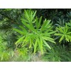 求購15一18公分造型羅漢松