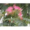求購15公分二級合歡260棵