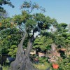 求購(gòu)金彈子盆景