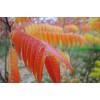 求購(gòu)火炬1.2米量硬12公分