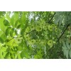 江西大量批發(fā)青錢柳，紅豆杉，油茶