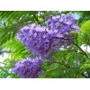 求購:藍花楹米徑20