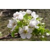求購(gòu)梨花海棠胸徑6公分