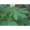 求購13公分垃圾七葉樹500棵