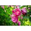 薔薇、藤本薔薇、紅白花薔薇、多花薔薇、蔓性薔薇、野薔薇