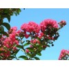 大量供應紫薇、紅花紫薇、百日紅等苗木