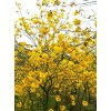 黃花三角梅基地 基地直銷