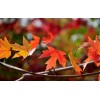 5公分美國紅楓、3公分中國紅楓