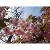 求購20公分雙櫻花