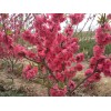 求購：5公分紅葉碧桃，分枝點80公分——1米