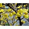 求購，從生臘梅，冠幅2.5米以上