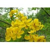 求購(gòu)：5公分黃花槐500株