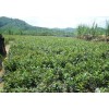 求購：雜交山油茶苗35一40高