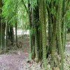 羅漢竹_羅漢竹基地