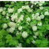 珍珠繡線菊 河北珍珠繡線菊 定州珍珠繡線菊 珍珠繡線菊小苗