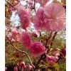 求購：晚櫻（關山櫻）