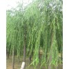 求購胸經18.5公分垂柳