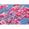 陜西5公分櫻花報價圖片 陜西櫻花基地大量批發供應