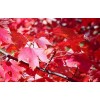求購：美國紅楓胸徑18公分
