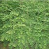 求購：米徑5公分中山杉袋