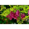 求購(gòu):4公分香花槐5千棵