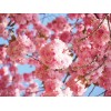 櫻花、無(wú)患子、楸樹等