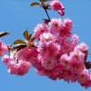 15公分吉野櫻花（分枝點1.2米以上）