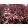 紅葉李米經(jīng)8公分1.3-1.5分支，有量聯(lián)系外地勿擾