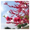 求購(gòu)叢生紅梅，高2.5米