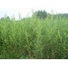 大量收購小頭3---5公分竹柳