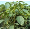 求購胸徑6公分8公分重陽木