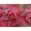 求購，五公分中國紅楓