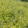 楚景園林供應：金葉蕕、菊花、孔雀草等
