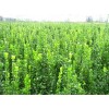 求購北海道黃楊柱，高1.8米
