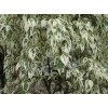 求購花葉榕高1.8米