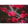 紅心臘梅、素心臘梅、朱沙梅、綠梅