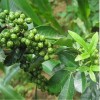 求購花椒苗，大片地優先