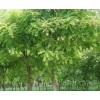 求購10---15公分以上的國槐