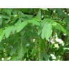 求購胸徑六分的楓楊10000棵