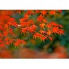 求購15公分紅楓20棵