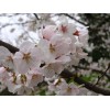 求購12公分早櫻分支點1.8以上