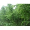 求購：求購幾個規(guī)格中山杉，15的18的20的