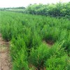 求購18杯苗側柏5萬株