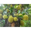 12公分菠蘿蜜