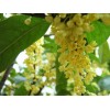 桂花樹，2-15公分桂花樹