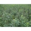 求購：皂角當年苗，粗度0.5以上