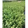 求購：40-50公分高華東茶地苗或小袋苗